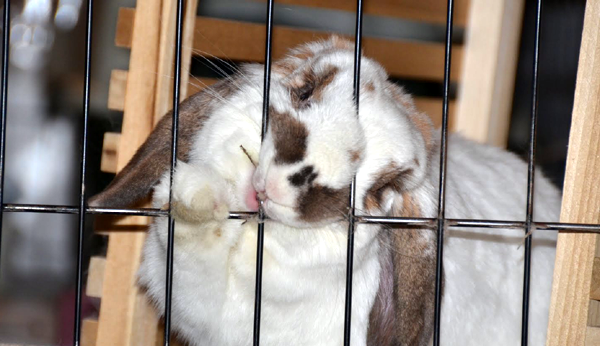 Bunny Chewing Cage